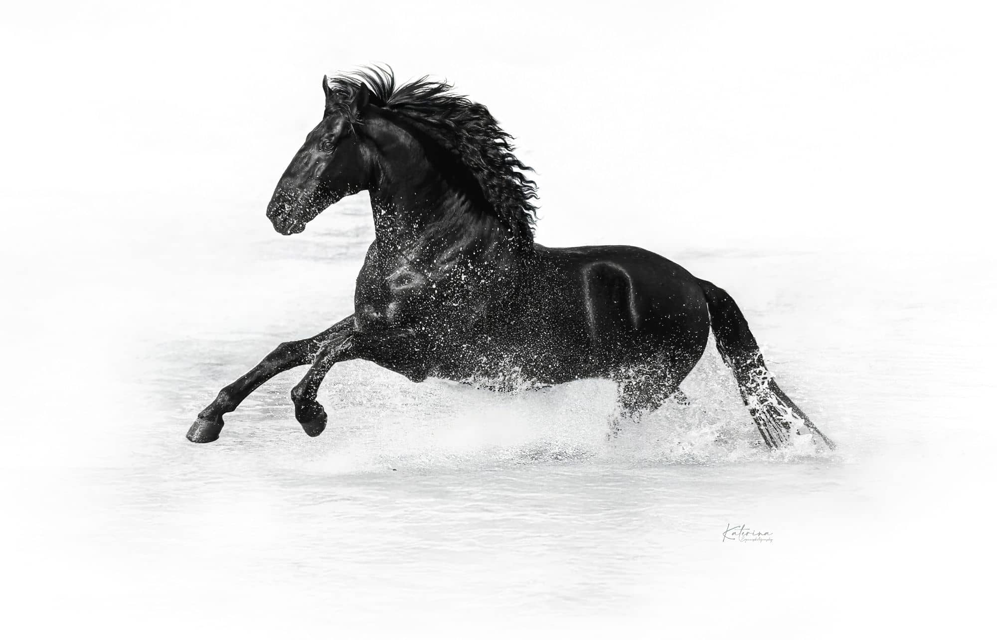 Menorca Horse Week - Os esperamos